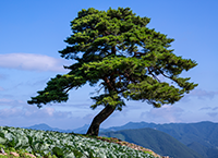 교목